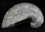 Gryphaea (Devil's Toenail) Fossil Oyster - Jurassic #25969-1